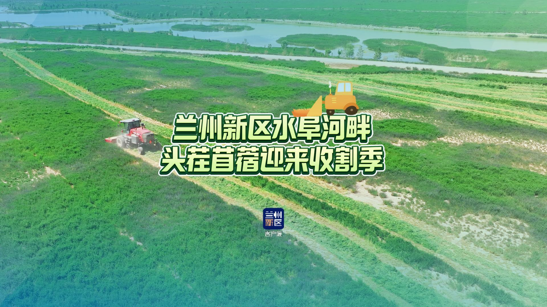 水阜河畔頭茬苜蓿迎來(lái)收割季